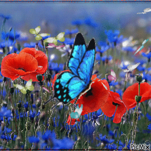 Nuée de papillons dans un champ - Free animated GIF