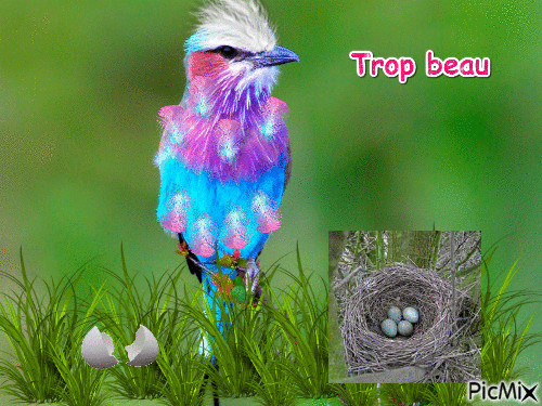 Trop beau l'oiseau - Безплатен анимиран GIF