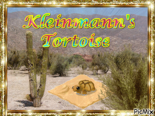 Kleinmann's tortoise - GIF animate gratis