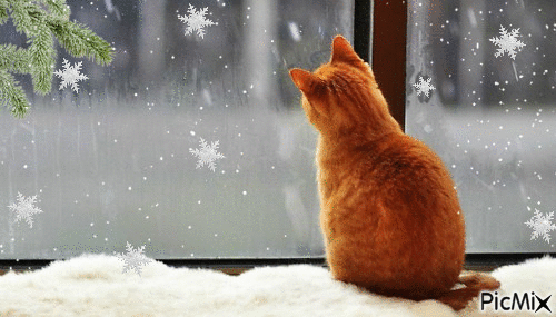 cat, snow, window - GIF animasi gratis