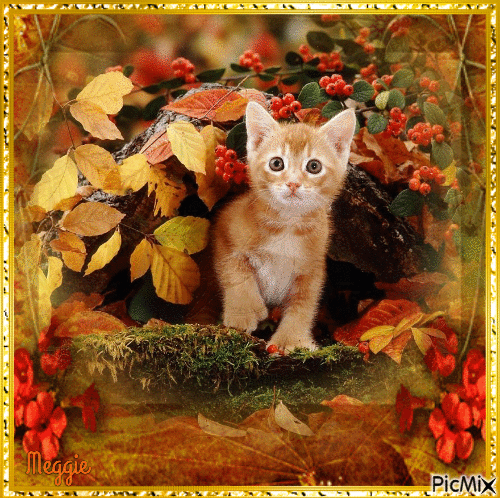 autumn kitten contest - Darmowy animowany GIF