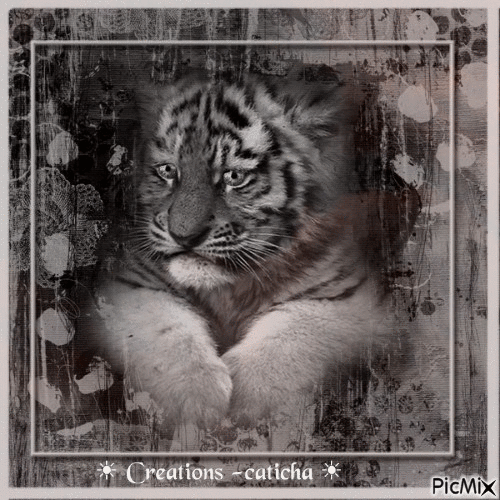 ☀ Création -caticha ☀ - Gratis geanimeerde GIF