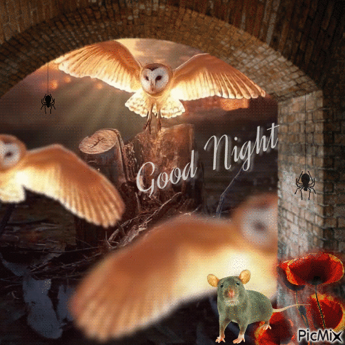 Good Night Owls - Nemokamas animacinis gif
