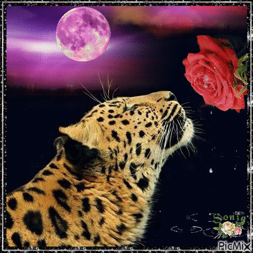 Tiger in love 😉 - Gratis animeret GIF