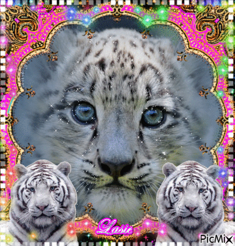Bébé tigre blanc ♥♥♥ - GIF animasi gratis