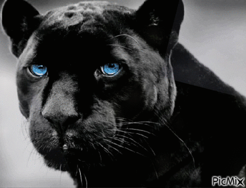 Panther gif - Nemokamas animacinis gif