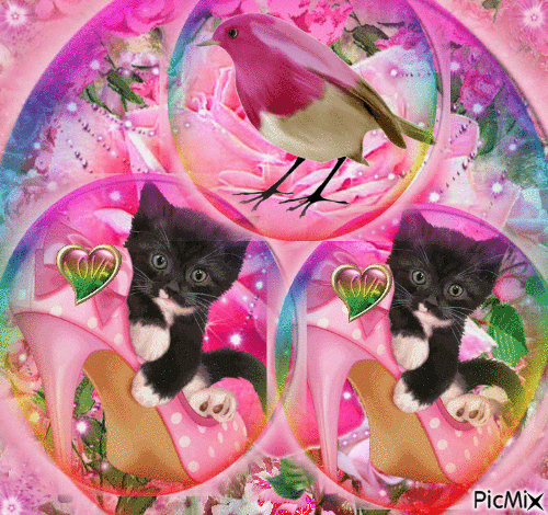LITTLE PINK ROSES IN BACK GROUND. A BIG ROSE AND ON THE ROSE ARE BKACK KITTENS IN PINK HEELS WITH A HEART THAT SAYS LOVE. AT TOP A PRETTY PINK BIRD, THEN RAINBOW CIRCLES AROUND EACH, THEN A BIG RAINBOW CIRCLE FRAMES ALOL. - Bezmaksas animēts GIF
