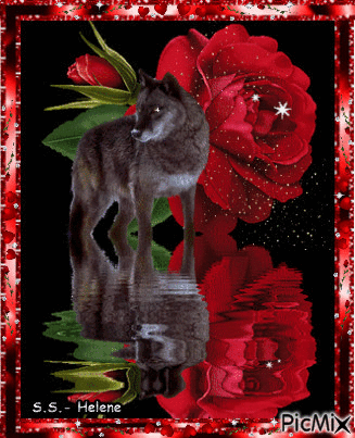 Rose and a wolf. - Free animated GIF