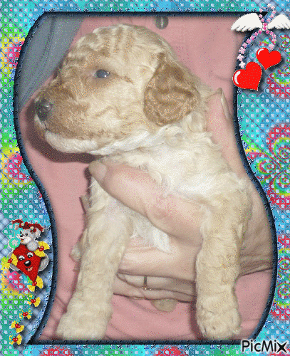 puppy poodle - Gratis geanimeerde GIF