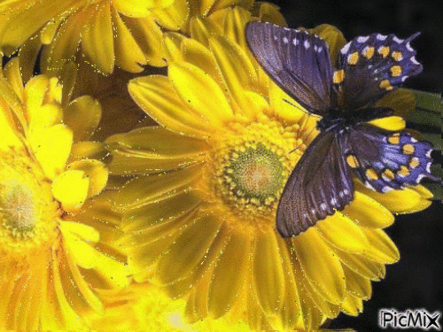 fluture - GIF animasi gratis