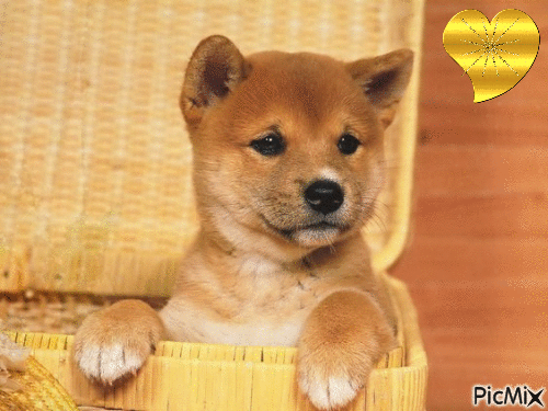 chiot - Free animated GIF