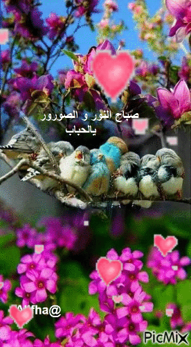 صباح النور يالحباب - Ücretsiz animasyonlu GIF