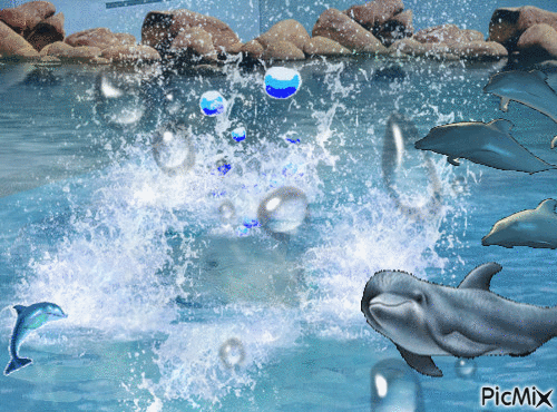Dolphin fun - GIF animé gratuit