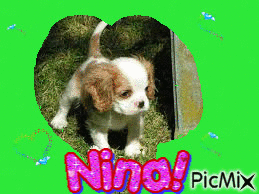 Voici ma chienne Nina, elle va avoir bientôt 6 mois!!!! - GIF animé gratuit