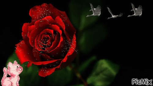 Прекрасная роза - GIF animé gratuit