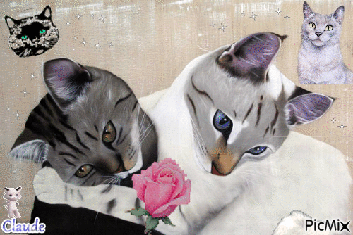 Amour de chats - Безплатен анимиран GIF