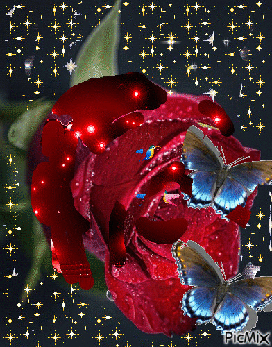red rózsa - Zdarma animovaný GIF
