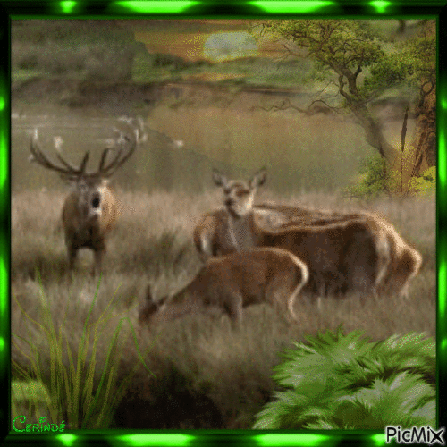 Oh  Deer - 無料のアニメーション GIF