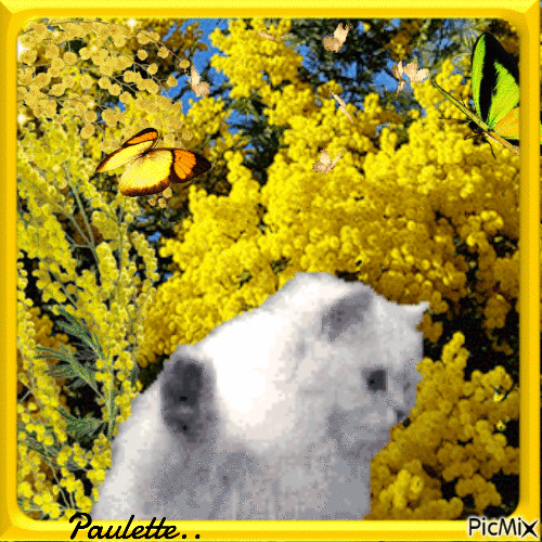 chat blanc dans les mimosas - 免费动画 GIF