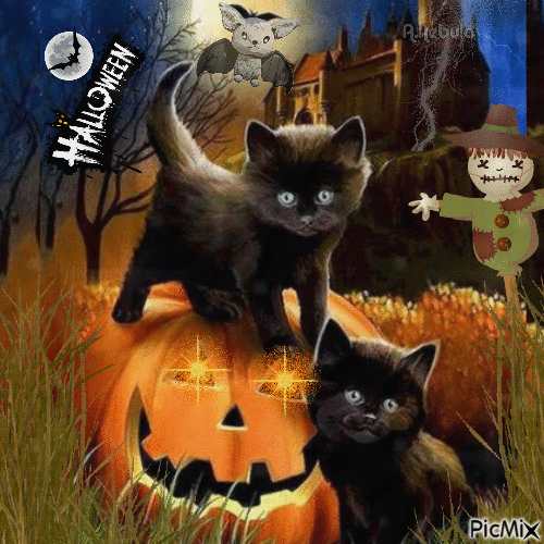 Halloween kittens-contest - GIF animado grátis