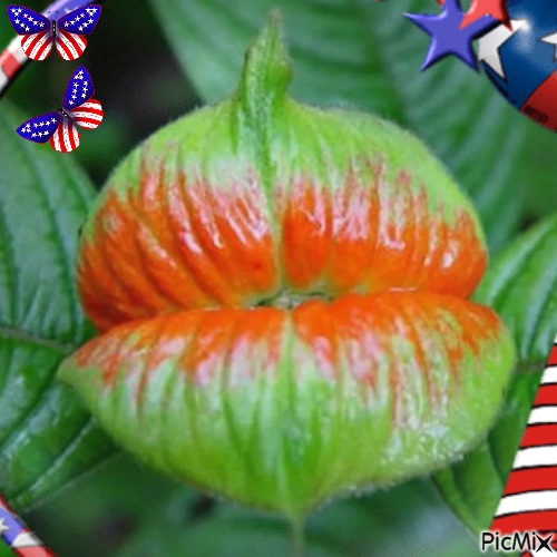 Fleur d'un état des USA - PNG gratuit