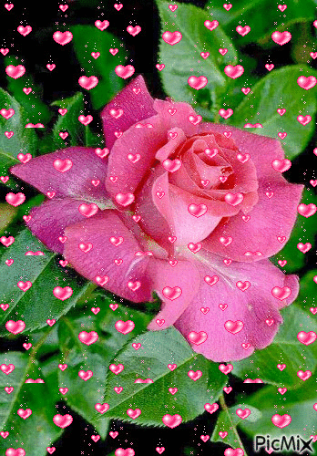 trandafir roz - Бесплатни анимирани ГИФ