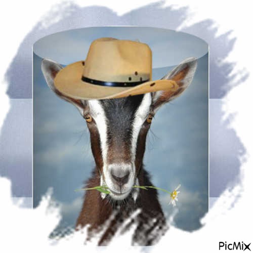 Chèvre au chapeau - gratis png