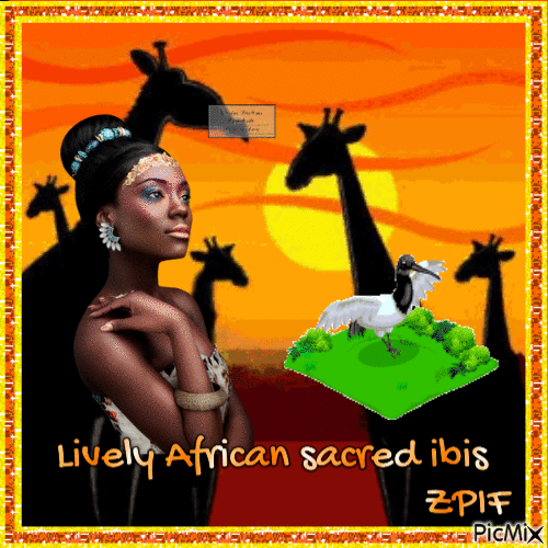 Lively African sacred ibis - GIF animé gratuit
