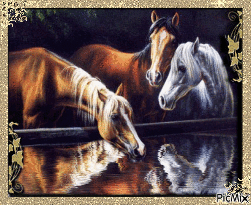 horses - Gratis geanimeerde GIF