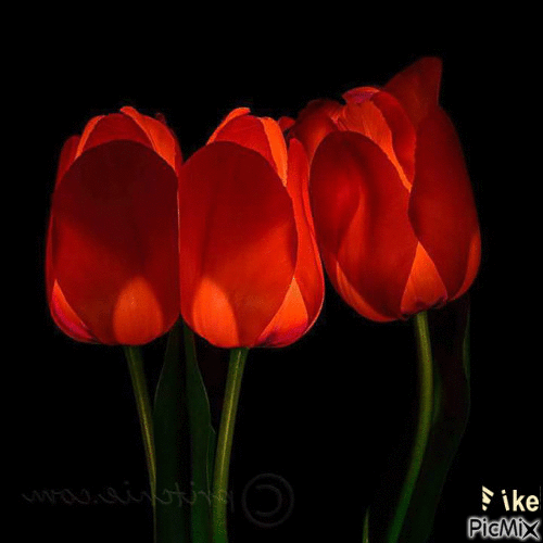 Tulips - GIF เคลื่อนไหวฟรี
