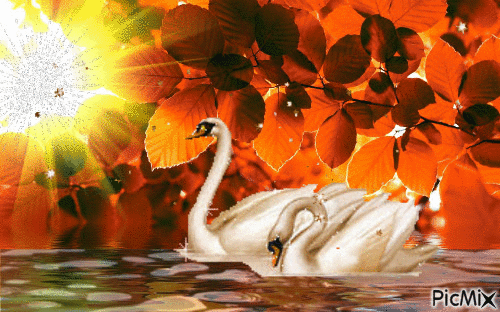 swans - Gratis geanimeerde GIF