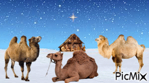 3 wise camels - GIF animé gratuit