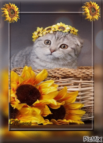 chat  avec tournesols - GIF animé gratuit