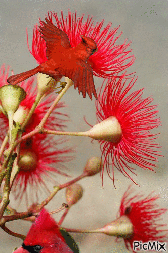 Pájaros rojos, flores rojas - 無料のアニメーション GIF