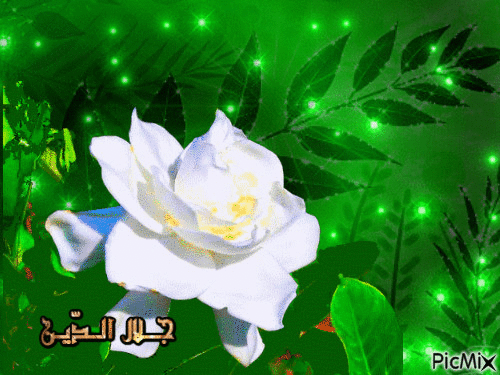 أنت وردة - Ücretsiz animasyonlu GIF