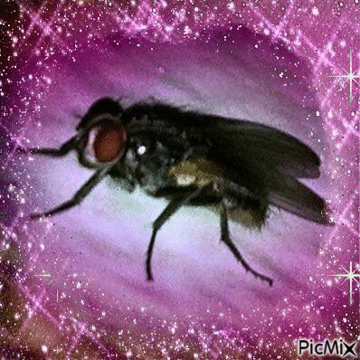 fly with glitter - Gratis geanimeerde GIF