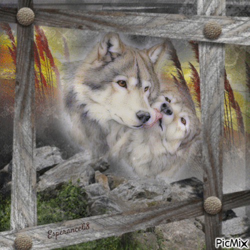 Les loups au crépuscule - Free animated GIF
