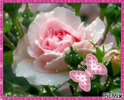 White and pink rose. - Бесплатный анимированный гифка