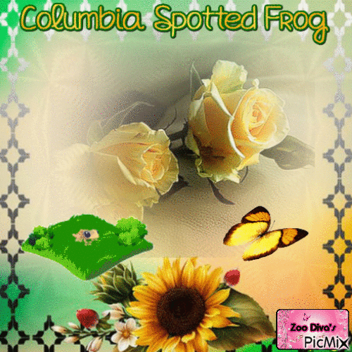 Columbia Spotted Frog - Ingyenes animált GIF