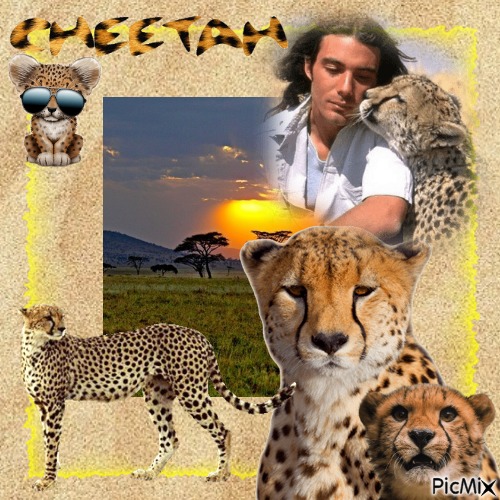 cheetah - darmowe png