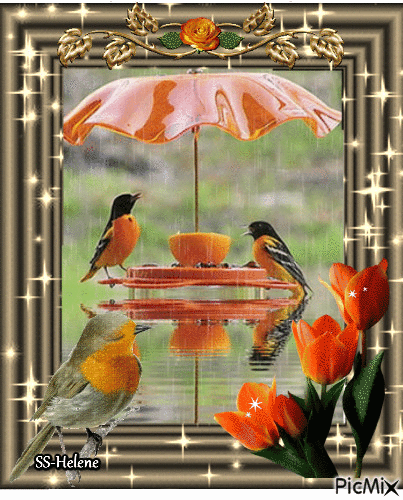 Birds in the rain. - GIF animasi gratis
