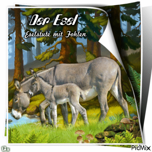 Der Esel - 無料のアニメーション GIF