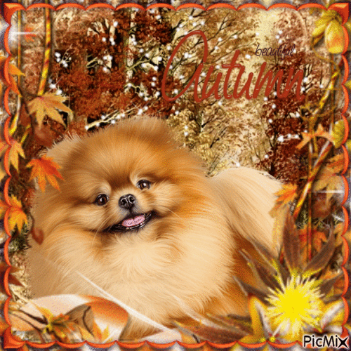 Portrait chien en automne...concours - GIF animado grátis