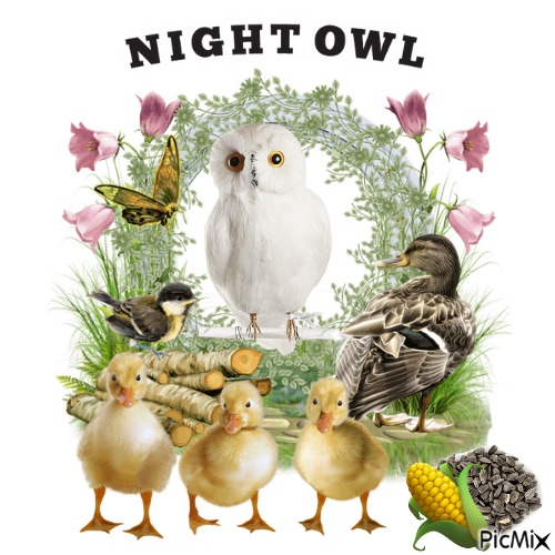 Night Owl - PNG gratuit