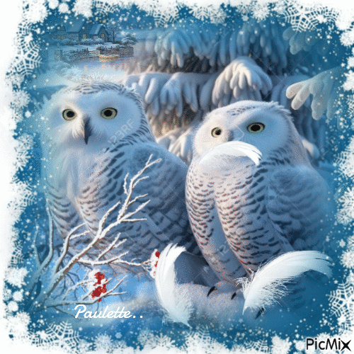chouettes en hiver - Безплатен анимиран GIF