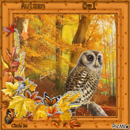 CONTEST - Owl - Autumn