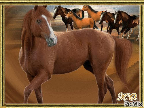 dzikie konie - Darmowy animowany GIF