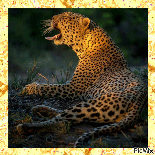 superbe léopard ! - GIF animado grátis