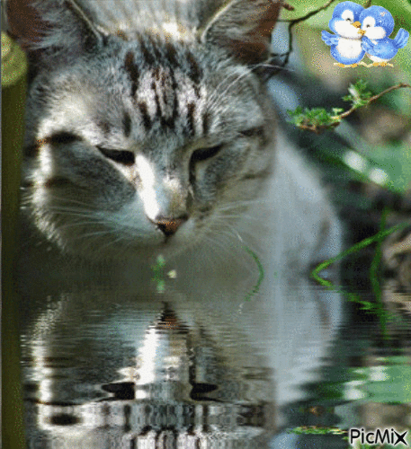reflet d'un chat - Ilmainen animoitu GIF