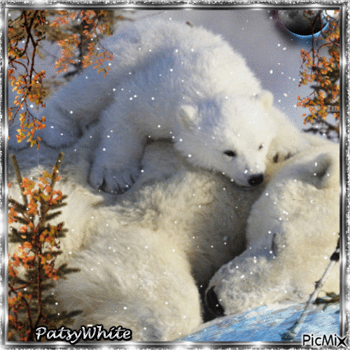 Polar bears - Ilmainen animoitu GIF